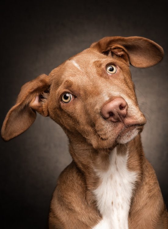 brown-white-rescue-dog-portrait-studio